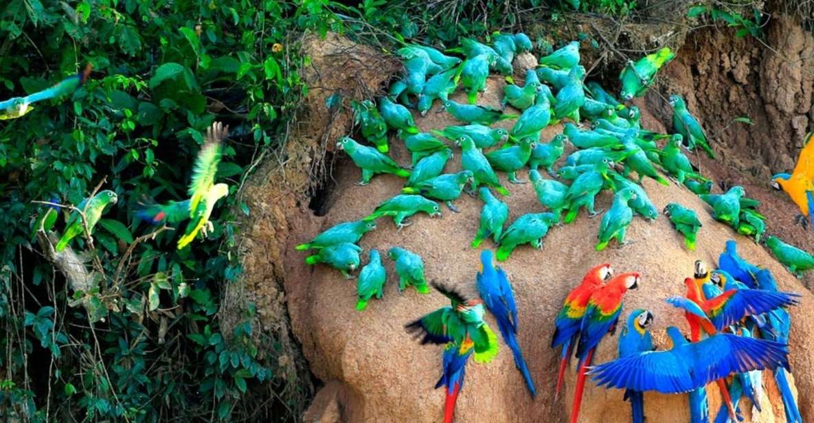 Tambopata: Lago Sandoval and Colpa of Loros 3- Days - Inclusions & Highlights