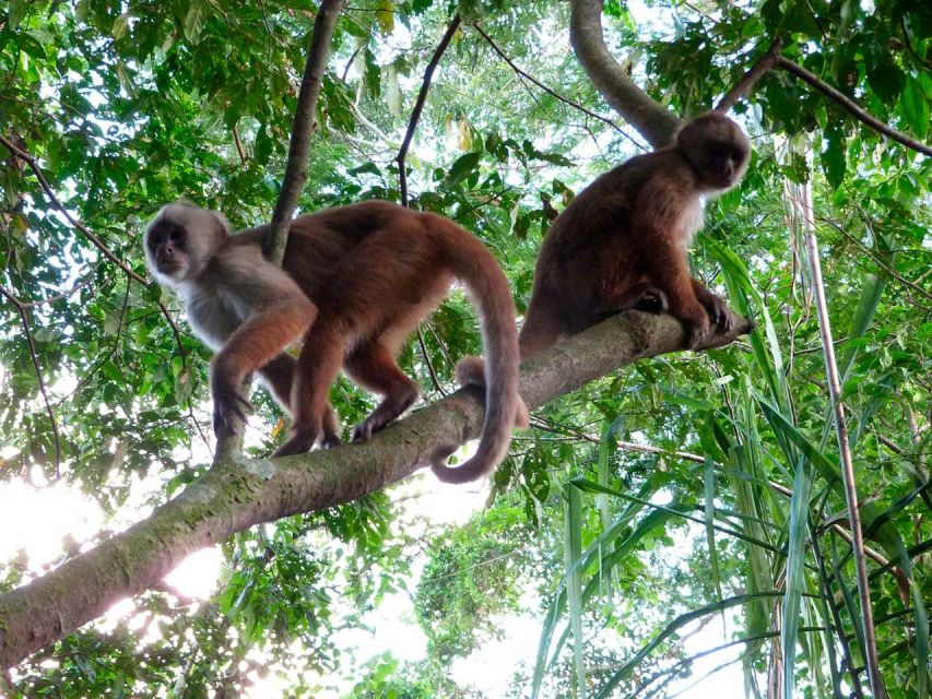 Tambopata: Lake Sandoval and Cayman Safari 2-days - Day 2 Adventures