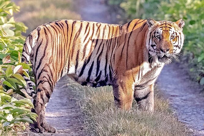 Tiger Tracking Nepal (Chitwan National Park) - Cancellation and Refund Policy for Tiger Tracking Nepal