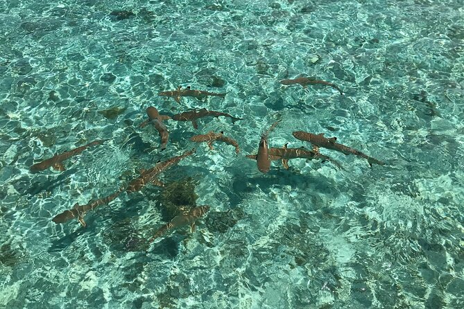 Toa Boat Bora Bora Private Lagoon Tour With Lunch on Entertainer Bar Boat - Pricing and Group Size