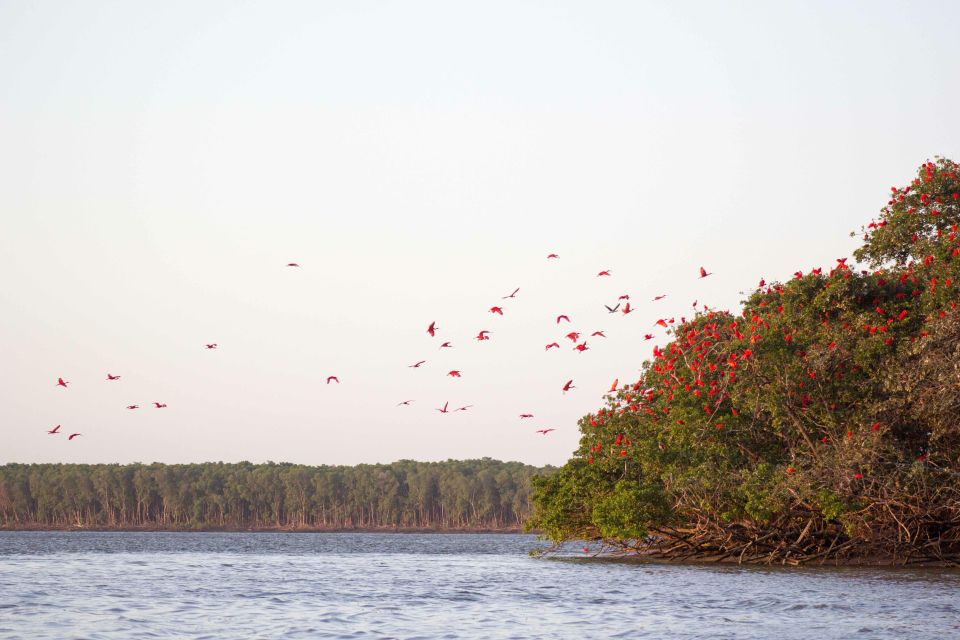 Tour: Parnaíba Delta - Scarlet Ibis Flight Circuit - Booking Details