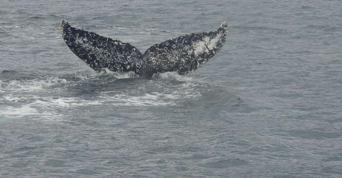 Whales, Penguins & Glaciers Navigation From Punta Arenas - Activity Overview
