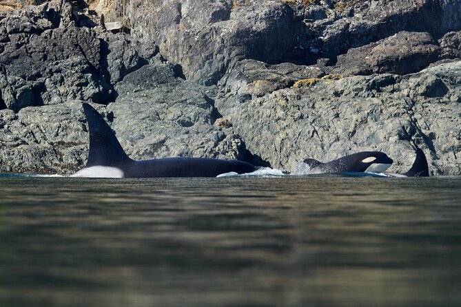 4 Hr Into the Wild Whales & Wildlife Adventure - Good To Know