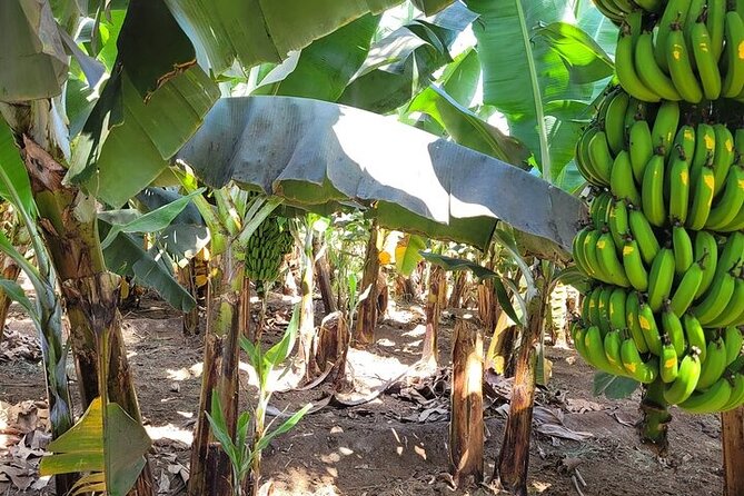 Banana Plantation / Black Sand Beach Experience - Additional Information