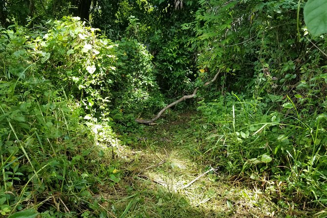 Puerto Rico Tour to El Yunque Rainforest Hiking to Waterfall - Safety and Comfort