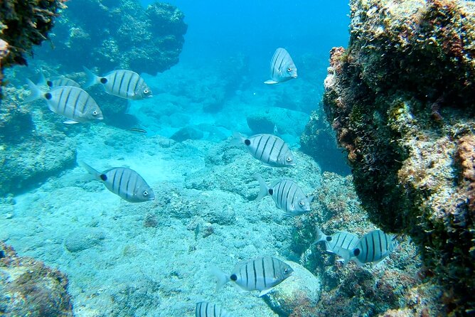 Santa Maria, Cape Verde Sailing: An Unforgettable Experience  - Sal - Pricing, Terms, and Reviews