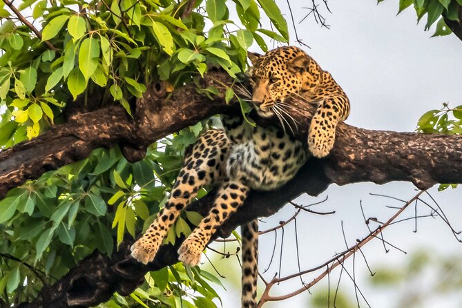 Tiger Tracking Nepal (Chitwan National Park) - Additional Information for Tiger Tracking Nepal