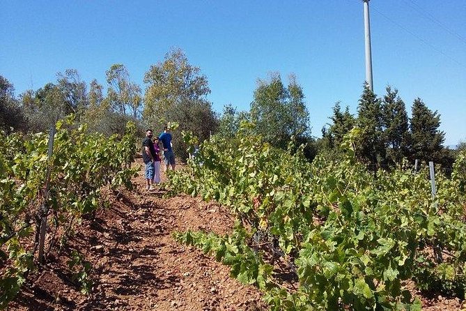 Wine Tour Aroud Vineyards of Cagliari - Pricing and Booking Details