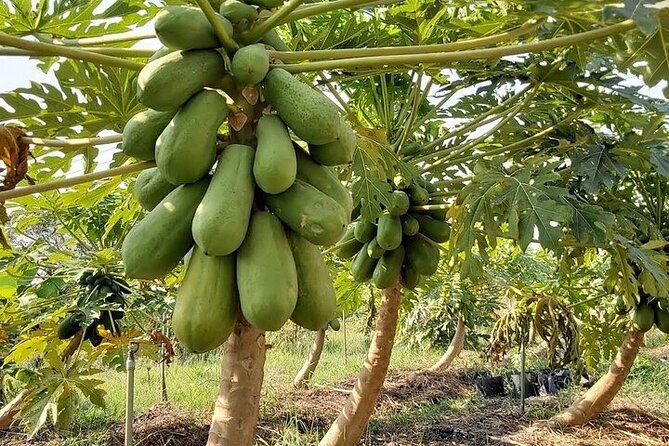 Banana Plantation / Black Sand Beach Experience - Directions