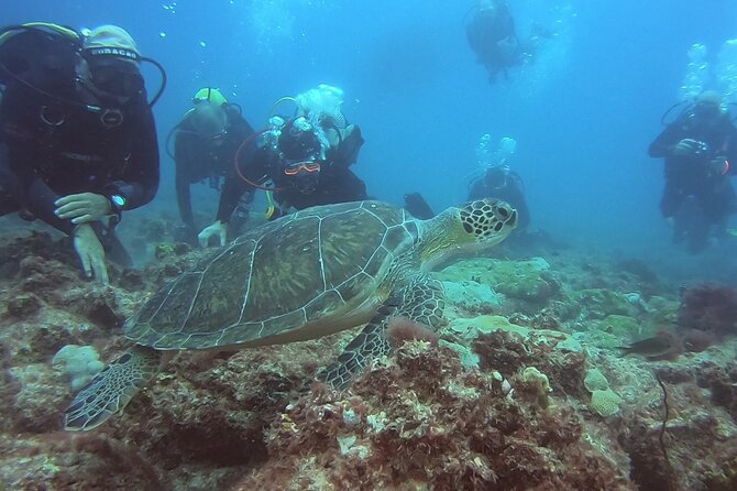Double Diving in Sal Island - Half Day - Meeting Point and Pickup Options