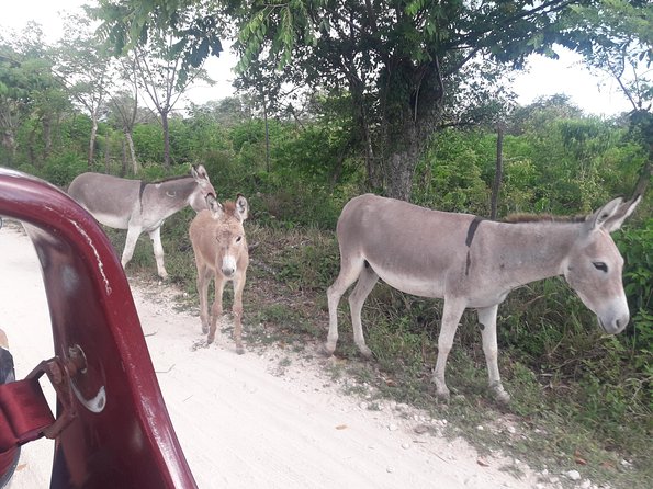 Original Fun Buggy Full Day Tour in Punta Cana - Common Questions