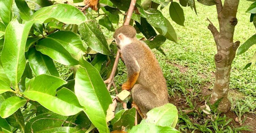 6-Day All Inclusive Pacaya Samiria Reserve From Iquitos - Good To Know