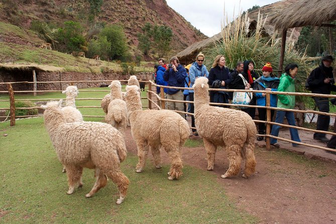 6 Days Exploring Cusco, Sacred Valley & Machu Picchu - The Sum Up