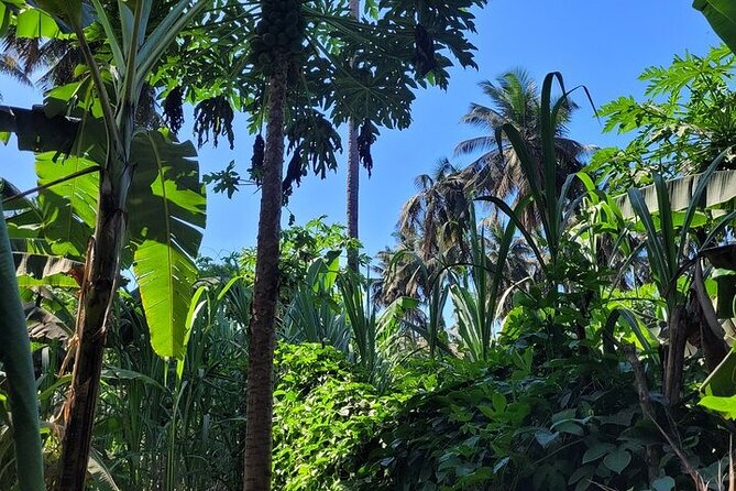 Banana Plantation / Black Sand Beach Experience - Contact Customer Support