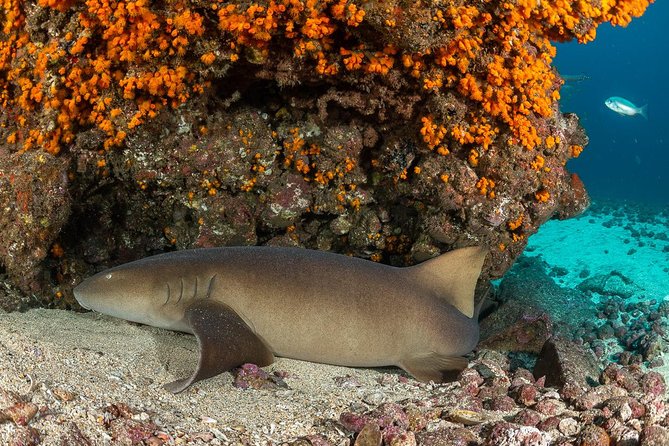 Double Diving in Sal Island - Half Day - Note: Important Information for Divers