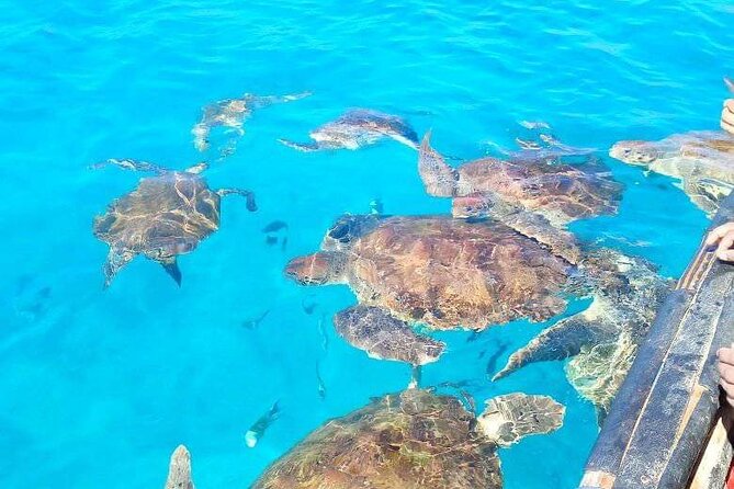 Spectacular Experience With Sea Turtles - The Sum Up