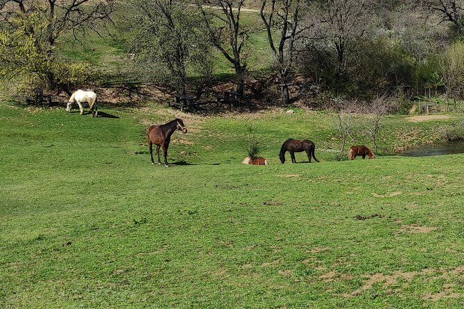 Visit a Farm and Horseback Riding in Nature - Private Transportation