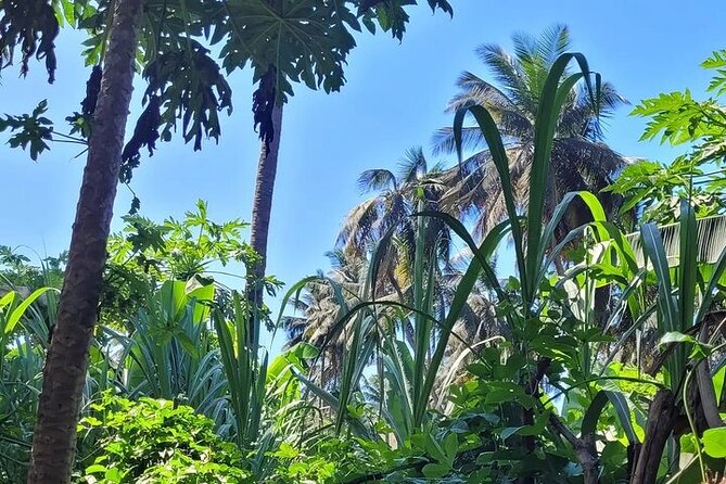 Banana Plantation / Black Sand Beach Experience - Common Questions