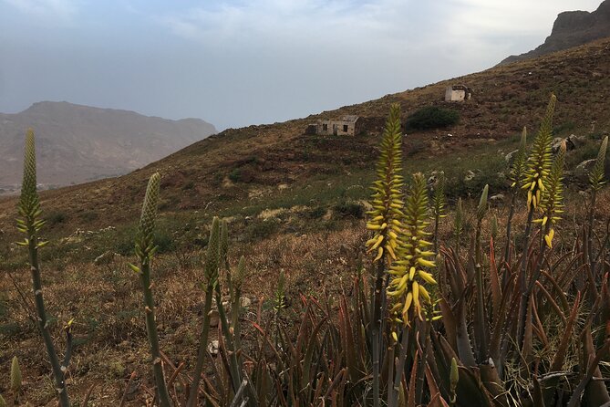 Hike Monte Verde, Natural Park, São Vicente, 3 Hours (Roundtrip) - Common Questions
