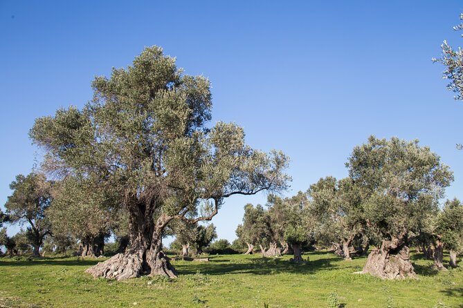 Private 3-Hour Olive Oil-Tasting Session & Lunch  - Crete - The Sum Up