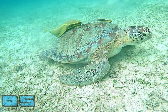 Afternoon Snorkel, Pizza & Sunset Tour Departing From St. Thomas & St. John - The Sum Up