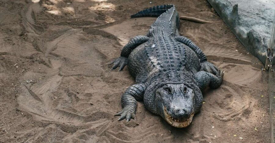 Agüimes: Cocodrilo Park Zoo Entry Ticket - Good To Know