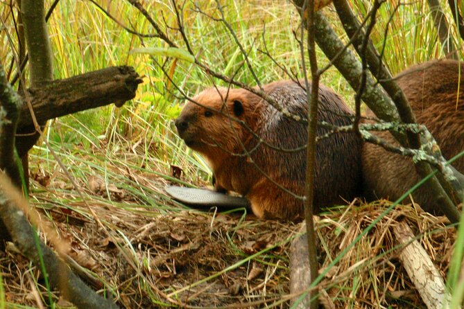 Algonquin Park 4-Day Luxury Moose/Beaver/Turtle Camping & Canoeing Adventure - Itinerary - Day 1