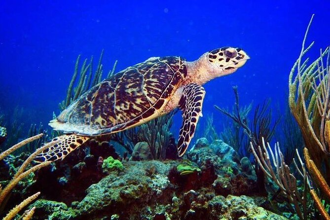 All-Inclusive Culebra Snorkeling Trip - Reviews and Cancellation Policy