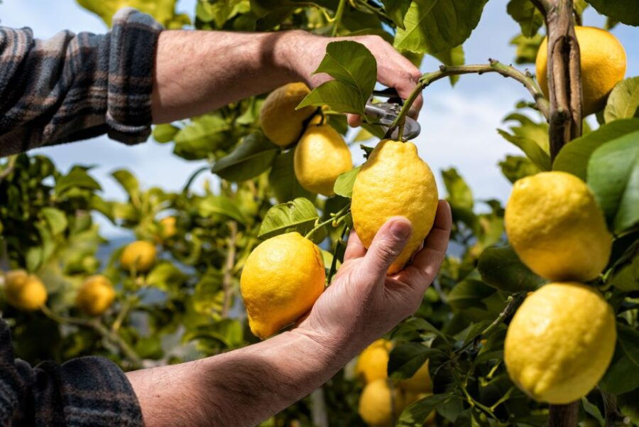 Amalfi: Cooking Class and Farmhouse Visit With Meal - Logistics and Meeting Point
