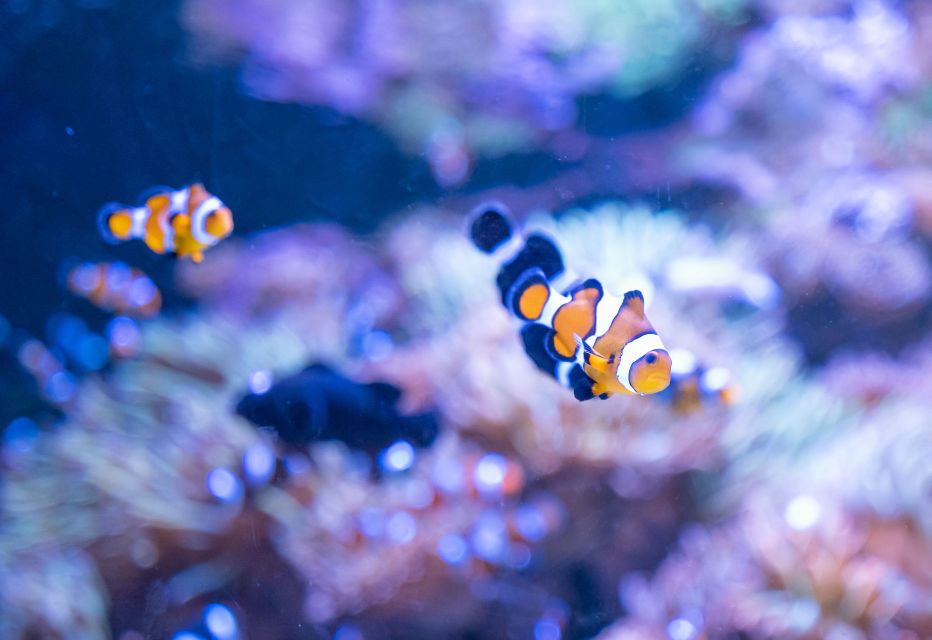 AquaRio and Olympic Boulevard Small Group Tour - Pickup Information