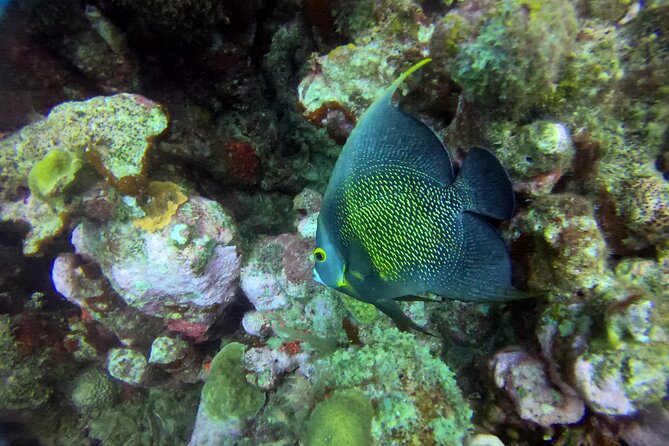 Aruba Discover Scuba Diving - Common Questions