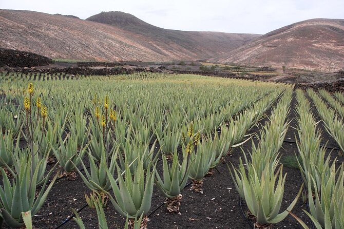 Aruba Full-Island Tour - Tour Details