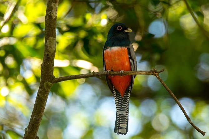 Asuncion Birding Tour - Good To Know