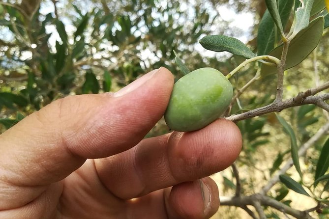 Autumn – the Green Gold of Valdichiana Senese: Olives Harvest and Mill