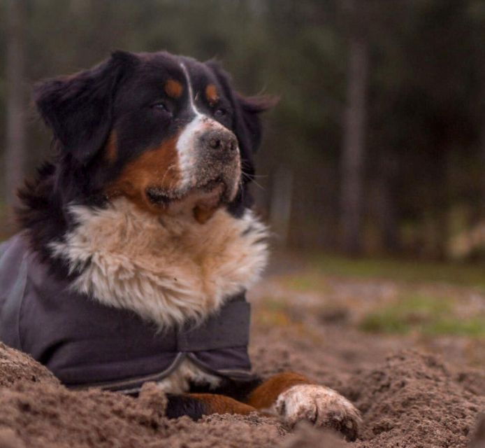 Aveiro: Horseback Riding at a Pedagogical Farm - Good To Know