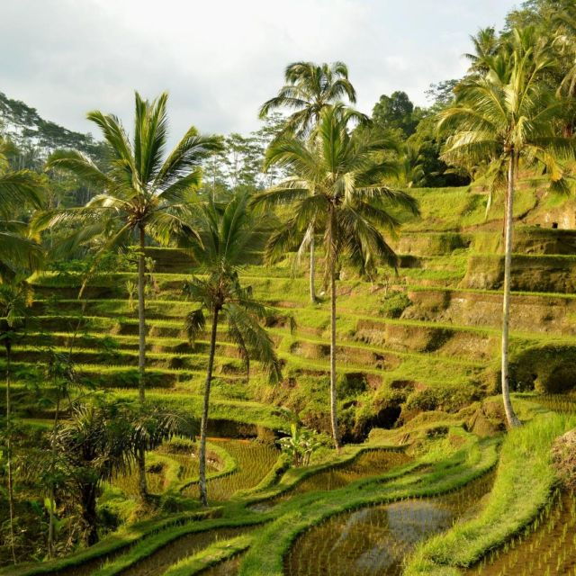 Bali Bliss: Dolphin Lovina Private Expedition - Good To Know