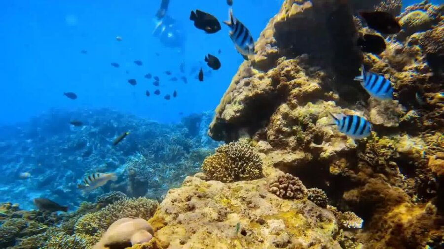 Bali: Blue Lagoon And Tanjung Jepun Snorkeling Trip - Good To Know