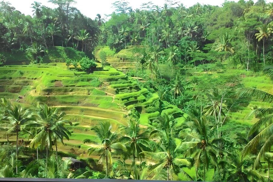 Bali :Hindu Temple, Volcano, Rice Terrace, Waterfall W/Lunch - Tour Details