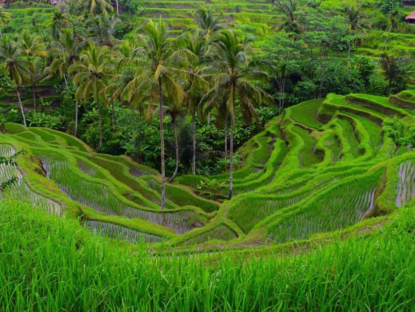 Bali: Kintamani, Tirta Empul & Tegalalang Rice Terraces Tour