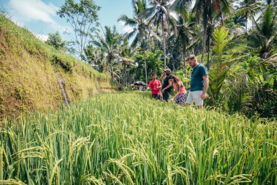 Bali: Rice Terraces Guided Hiking Experience - Detailed Experience Description
