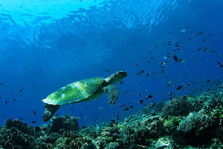 Bali: Tulamben USAT Liberty Wreck Scuba Diving - Good To Know