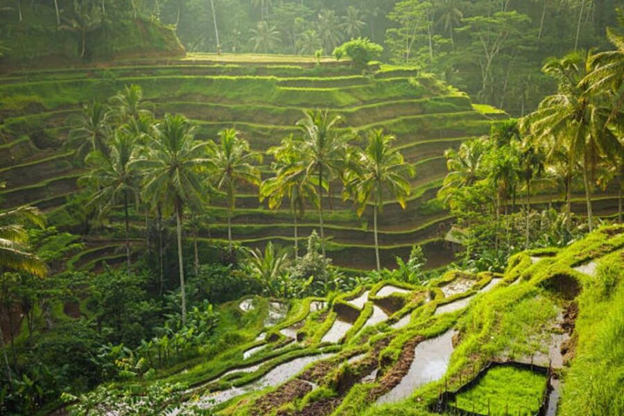 Bali: Ubud Full Day Private Tour - Private Group and English-Speaking Driver