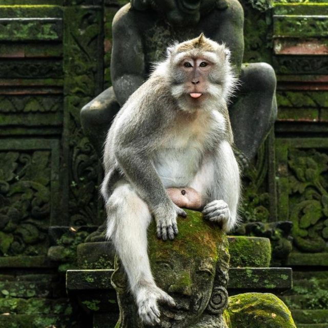 Bali: Ubud Highlights With Private Guide and Transfers - Booking Information