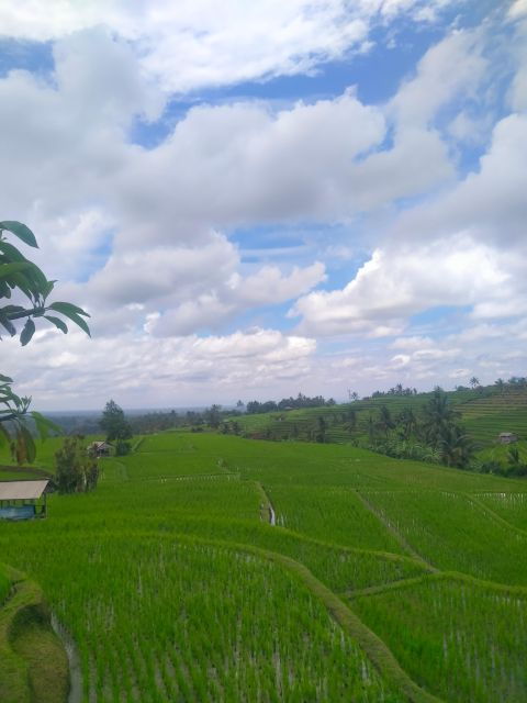 Bali Ubud Private Tour: Rice Terrace, Tirta Empul,Waterfalls