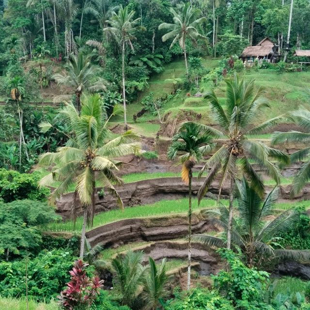 Bali: Ubud Short Trip Waterfall & Rice Terraces Walk - Good To Know
