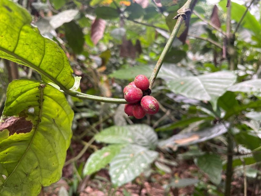 Batur Sunrise Trekking, Ubud Coffee, and Cepung Waterfall - Good To Know