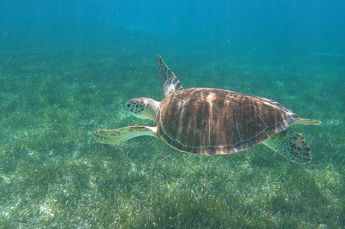 Beach Day Swim With Turtles and Pigs Excursion in Nassau - Exciting Wildlife Encounters Await