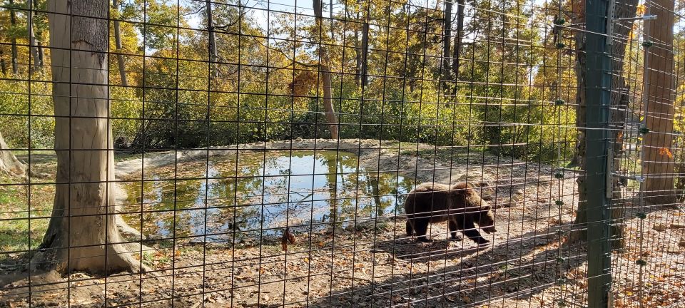 Bear Sanctuary-Bran Castle-Rasnov Fortress From Brasov - Good To Know