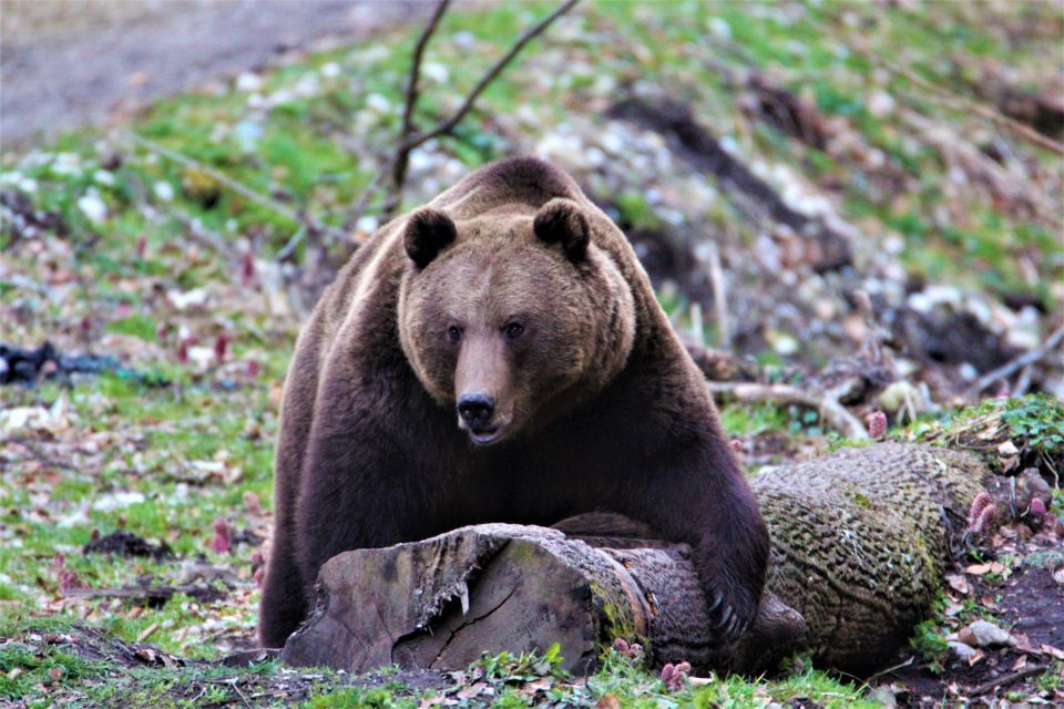 Bear Watching in the Wild Brasov - Good To Know