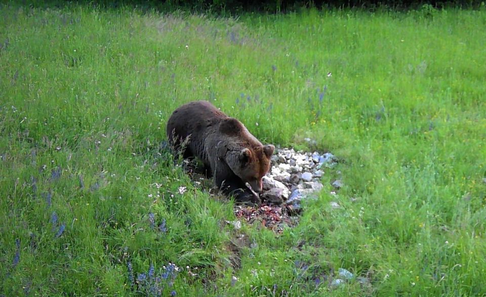 Bear Watching Slovenia - Equipment and Location